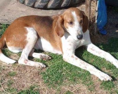 Bently - Foxhound/Treeing Walker Coonhound Mix Male Dog for Adoption