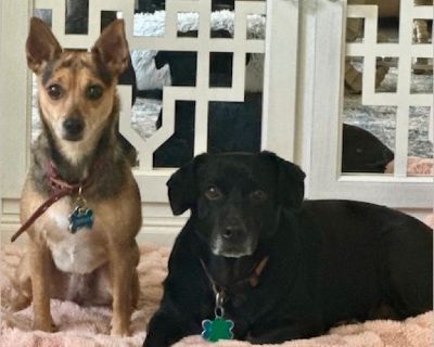 Meet Pepper and Rosie - Female Puppy Lab mix for Adoption
