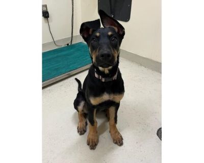 *LUNA LOVEGOOD - Doberman Pinscher Female Puppy for Adoption