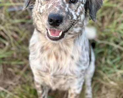 Figaro - Australian Shepherd/Australian Cattle Dog Mix Male Dog for Adoption