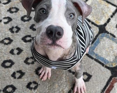 Meet Clancy! This handsome beau is ready to find his forever family! Clancy is approximately 30-35lbs right now. He seems to be a pittie mix but who knows what other glorious breeds hes got hidden away in that DNA! He has a gorgeous silky blue and white coat that we absolutely love. He is a dream! His BFF (best farm friend) is Faith who is an incredibly high strung, vocal pup and Clancy is amaz...