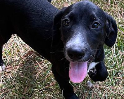 Quebec - Basset Hound/Labrador Retriever Mix Female Puppy for Adoption