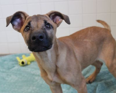 Health Vaccinations up to date.. Puppy Male Small Brown / Chocolate