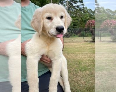 Female 2 - Golden Retriever Female Puppy for Sale