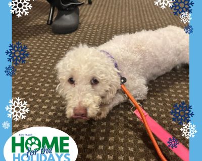 Come meet me and 100+ of my adoptable friends at Louie's Legacy Animal Rescue's MEGA adoption event, Home for the Holidays! Saturday, November 22nd, 2025 at Woodbridge High School in Woodbridge, NJ from 11am - 3pm! Meet Theo! Theo is a 22 pound, 5 year old mini Labrador retriever/poodle. He is super sweet and quiet and just getting acclimated in his new foster home. Even though he seems a littl...