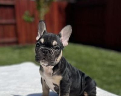 Oregonlive store french bulldog