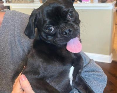 Colton is a handsome one year old sweetheart. He comes to PugHearts after being found running loose in a Houston neighborhood. After efforts were made to find his family, he made his way to PugHearts. This little guy gets along well with other dogs. He is heart-worm negative and healthy. Colton freely gives soft kisses when you pick him up. He enjoys zoomies and playing chase in the yard with o...