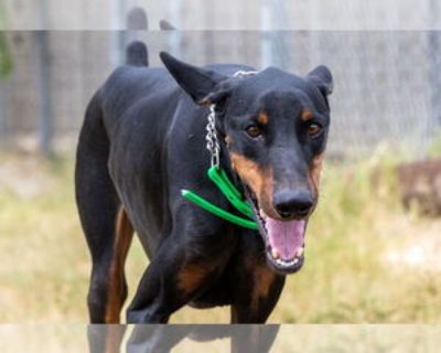 Jack - Male Doberman Pinscher Young for Adoption