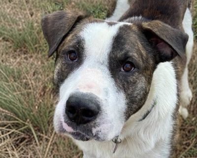 Bubba - Saint Bernard & American Bulldog Mix Male Dog for Adoption