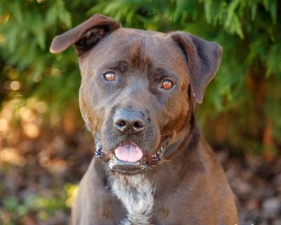 Roxbury 10142 - Retriever, Black Labrador/Terrier, American Pit Bull - Adult Male