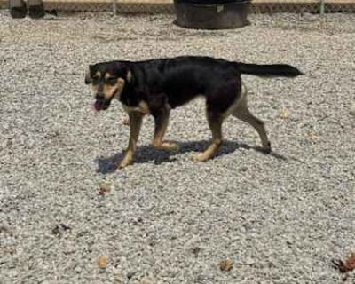 Roxy - Labrador Retriever Female Dog for Adoption
