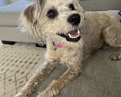 nala - Schnauzer (Miniature)/Maltipoo Mix Female Dog for Adoption