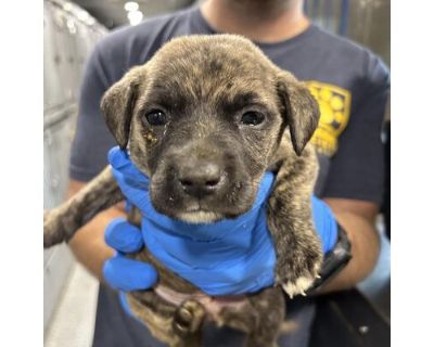 Blaire - Boxer/Terrier (Unknown Type, Medium) Mix Female Puppy for Adoption