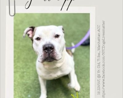GRASSHOPPER - Male Puppy American Bulldog mix for Adoption