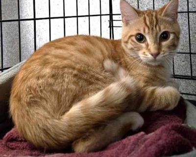 Rumble - Domestic Shorthair Male Cat for Adoption