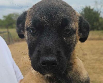 Bean - Pekingese & Dachshund Mix Male Puppy for Adoption