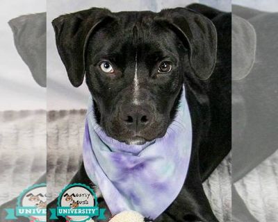 Brent - Bulldog-Labrador Retriever Mix Male Adult Dog for Adoption