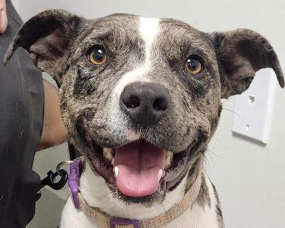 This dog is currently out of state but will be transported to New England shortly with no additional travel costs. The long distance adoption process includes talking to the foster they are living with in the south. Roughly 90% of our dogs are successfully long distance adopted and 10% adopted locally. **Please read Lotto's entire profile, which includes a link to the adoption application at th...