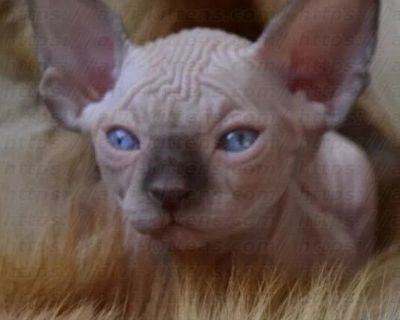 Canadian Sphynx