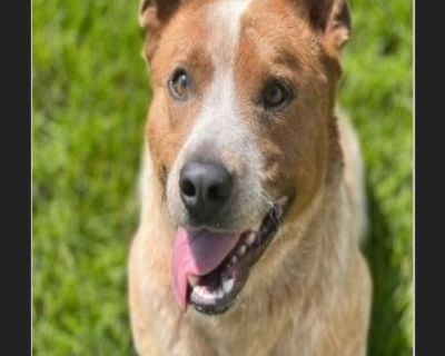 Dingo - Male Puppy Australian Cattle Dog for Adoption