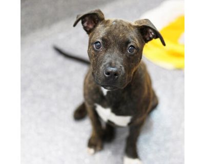 Zelda - American Bulldog/Mixed Breed (Medium) Mix Female Dog for Adoption