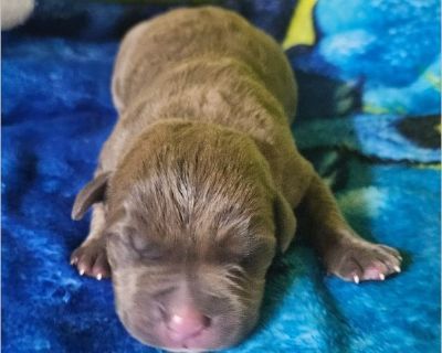 - Male Puppy Lab mix for Adoption