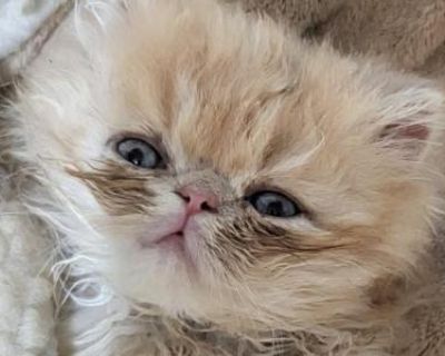 Persik - Persian Male Kitten For Sale