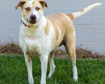 Snorts - Labrador Retriever Mix Female Dog for Adoption