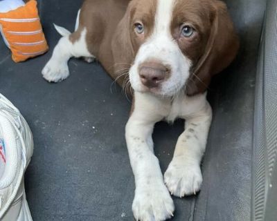 - Healthy, Active beagle for re-homing. Potty pee trained, basic training has been done from professional premise - willing to give away all his accessories for free. - All medical record available to confirm his perfectly fit health Reason to re-home . We are moving country, and can’t really keep him with us, it’s sad but good for him. If you will be a good home for him then message us . 
Name...