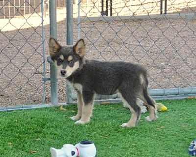 Poppy - Husky/American Eskimo Dog Mix Female Puppy for Adoption