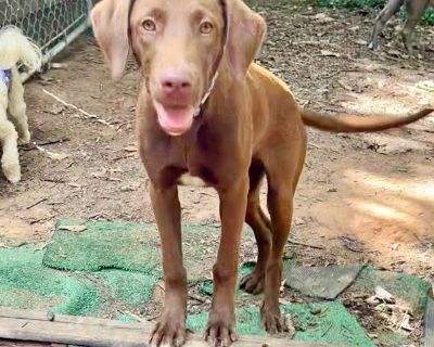 Amber - Chocolate Labrador Retriever & Catahoula Leopard Dog Mix Female Dog for Adoption