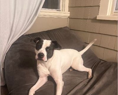 Harley is a great dog! She is considered a designer breed. She is very friendly, great with babies, kids and adults, and some dogs. loves to snuggle in bed with you and very affectionate. She enjoys long walks and playing with toys in/outdoor. Shes very obedient and has basic training. She is 1y and 3 months, unspayed. We love her dearly but unfortunately my our infant has developed an allergy ...