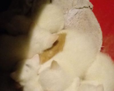 How kittens for sale blue eyed white yellow and one calico the calico has dark blue eyes