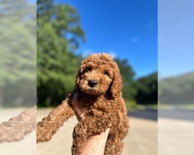 Red Boy - Cavapoo Male Puppy for Sale