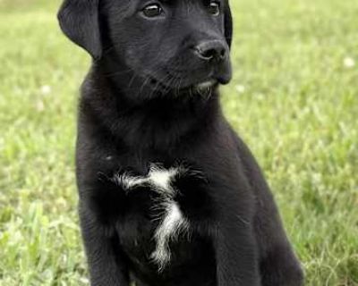 Princess Amidala - Labrador Retriever/Australian Cattle Dog Mix Female Puppy for Adoption