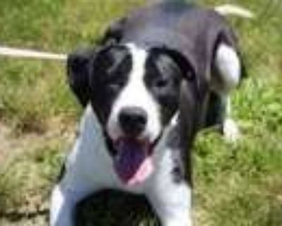 Mike - Mixed Breed Male Dog for Adoption