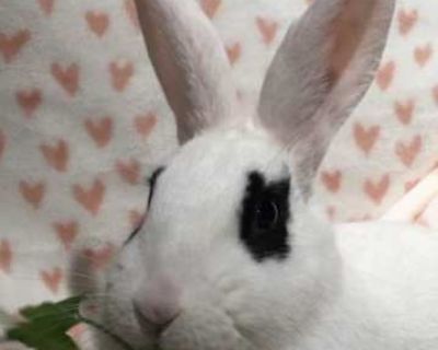 Dottie - Dwarf Hotot Female for Adoption