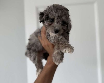 Joey- teacup - 16 Weeks Male Toy Poodle Puppy for Sale