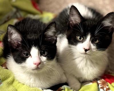 Boba - Domestic Shorthair Male Kitten for Adoption