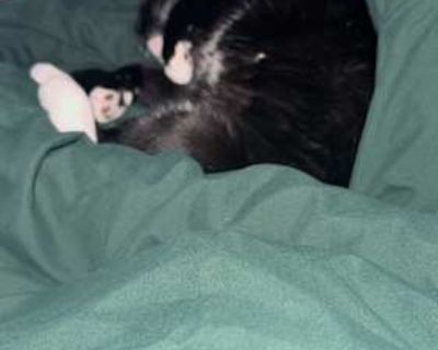 Buddy is an amazing cat. He is only two years old his birthday is July 12th he love to play and love snack time and he enjoys cuddles.. Good with kids Good with cats Housetrained. Breed American Shorthair Color Black & White or Tuxedo Age Young Sex Male Pet ID 7771098 Hair Length short