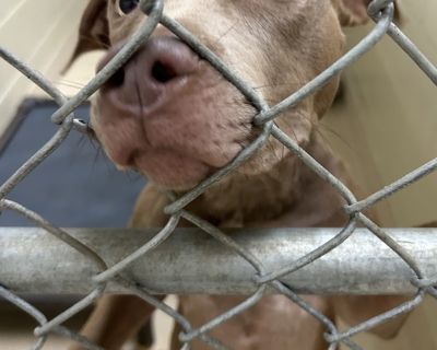 Primary Color: Brown. Health Vaccinations up to date.. Adult Female Medium