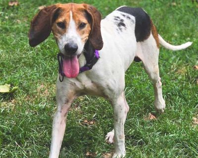 Kenshy - Treeing Walker Coonhound Male Dog for Adoption