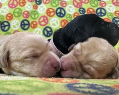 3 Male and 2 Female Labrador Retriever Puppies for Sale