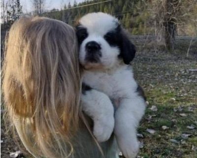 Saint Bernard puppies