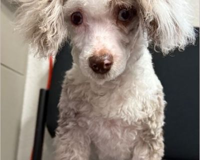 Dean - Male Puppy Poodle for Adoption