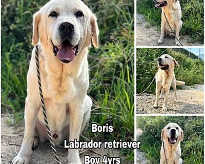 Boris from Korea - Labrador Retriever Male Dog for Adoption