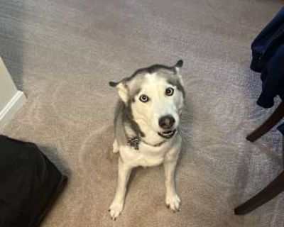 Leia - Husky Female Dog for Adoption
