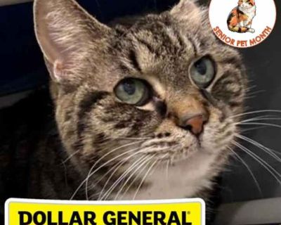 Deb - Domestic Shorthair Female Cat for Adoption