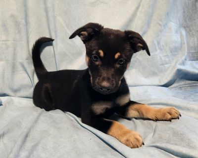 Our story started under a house - yep, just a bunch of tiny bottle babies with no mama in sight. Eight of us! Our amazing foster mamas swooped in to save the day (and gave up all their sleep in the process ). Back then, our markings made us look like little Shepherd mixes, but as we grew and more of our personality came out, our mamas got intrigued. So, the DNA tests are in the mail, and we'll ...