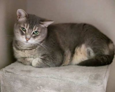 Hello, I`m Aster. I`m still working on my self-confidence, but have made a lot of progress. I`m learning to trust and to understand that humans can be kind. I may be shy, but I`m full of love. I just need someone patient, someone who understands that trust takes time. Will you be that someone? MY IDEAL HOME INVOLVES: CHILDREN: Older children would be okay. OTHER CATS: I could be a good match wi...